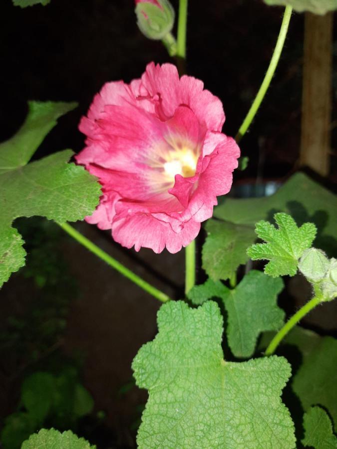 Trimurti Holiday Home Panchgani Eksteriør billede