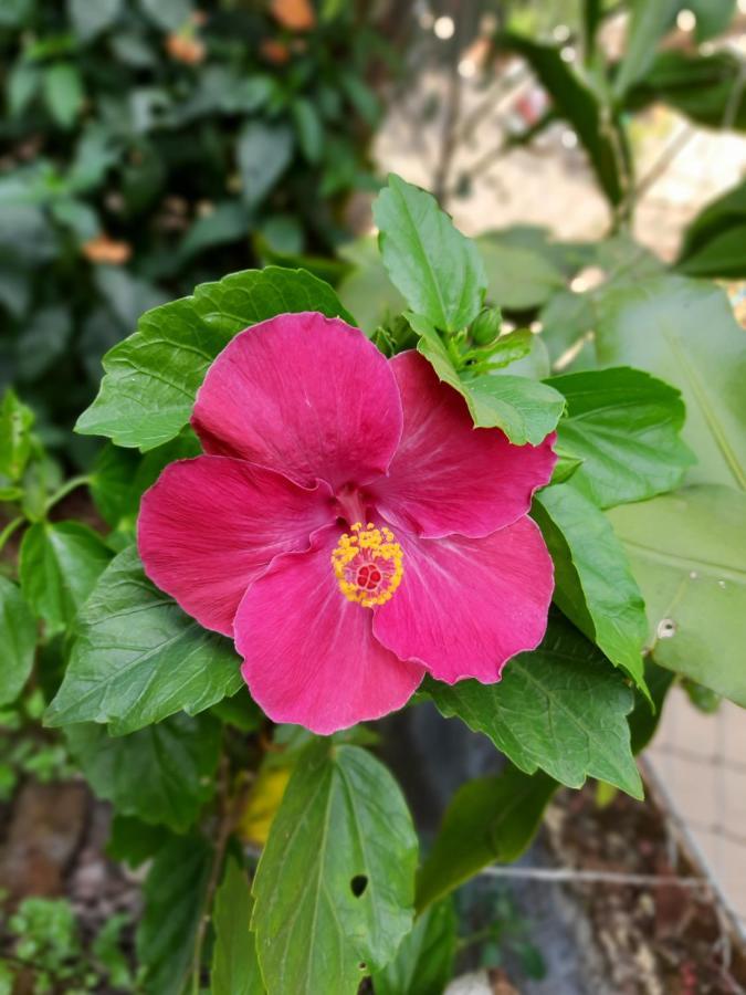 Trimurti Holiday Home Panchgani Eksteriør billede