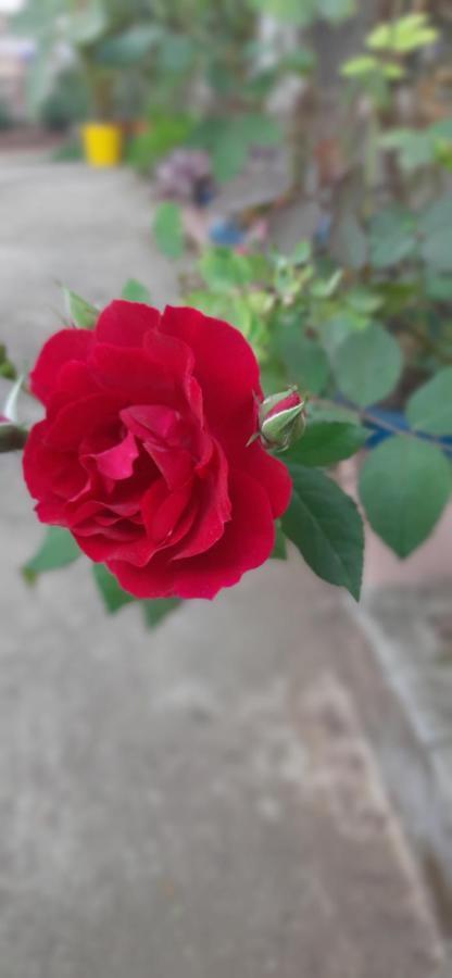 Trimurti Holiday Home Panchgani Eksteriør billede