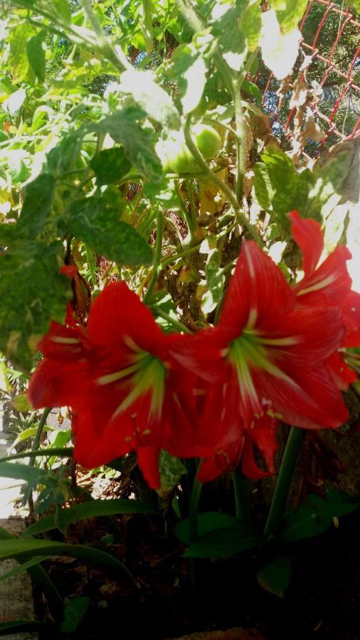 Trimurti Holiday Home Panchgani Eksteriør billede